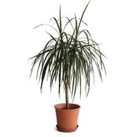 Dracaena Marginata (Dragon Tree) 